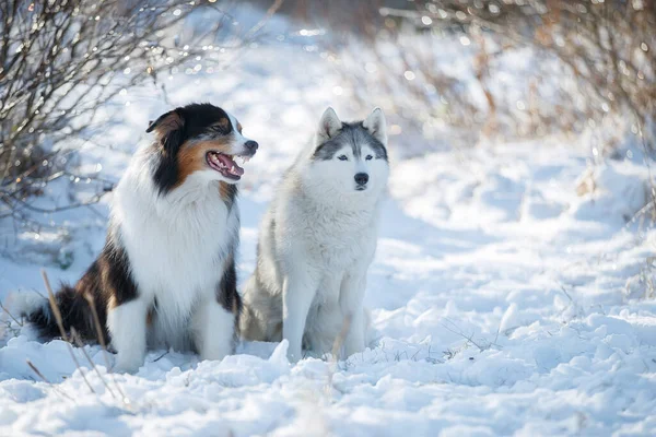 雪の中に二匹の犬 オーストラリアのシープドッグは一緒に座って — ストック写真