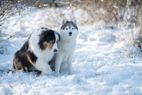 雪の中に二匹の犬 オーストラリアのシープドッグは一緒に座って — ストック写真