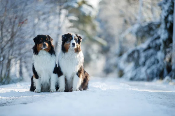 Две Собаки Снегу Австарлийские Овчарки Сидят Вместе — стоковое фото