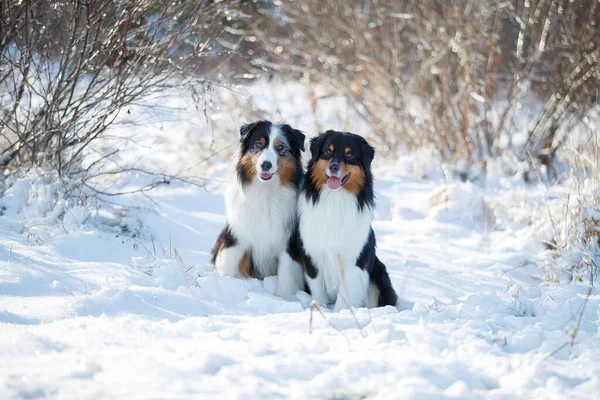 Dois Cães Neve Austarlian Cães Pastores Sentar Juntos — Fotografia de Stock