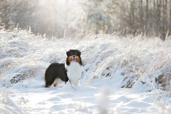 Avustralya Çoban Köpeğinin Köpeği Karda Oynar — Stok fotoğraf