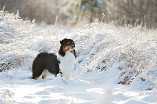 オーストラリアの羊飼いの品種の犬が雪の中で遊ぶ — ストック写真