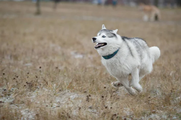 Siberian Huskies spielen auf dem Herbstrasen — Stockfoto