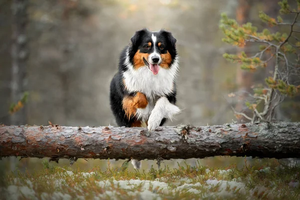 Um cão da raça de pastor australiana joga — Fotografia de Stock