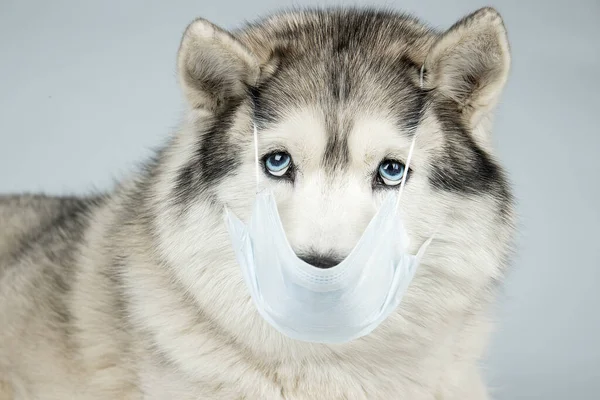 Un perro con una máscara médica. Husky siberiano con ojos azules —  Fotos de Stock