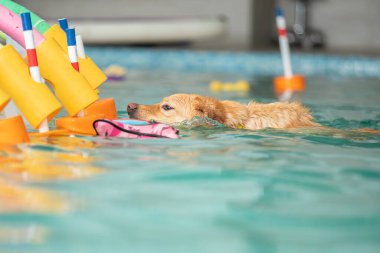 Köpek bir oyuncakla havuzda yüzer.