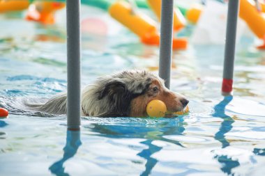 Köpek bir oyuncakla havuzda yüzer.