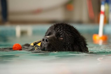 Köpek bir oyuncakla havuzda yüzer.