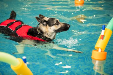 Köpek bir oyuncakla havuzda yüzer.