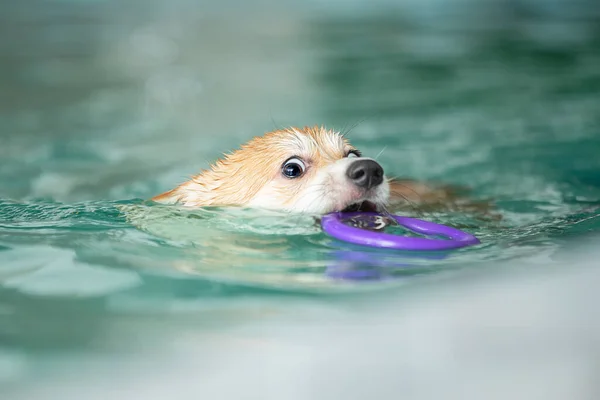 Perro nada en la piscina con un juguete — Foto de Stock