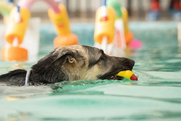 Собака плавает в бассейне с игрушкой — стоковое фото