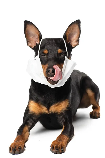 Perro con máscara médica. Pinscher miniatura sobre fondo blanco . — Foto de Stock