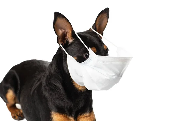 Perro con máscara médica. Pinscher miniatura sobre fondo blanco . —  Fotos de Stock
