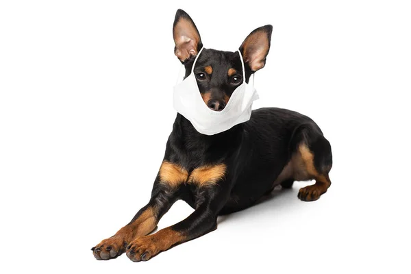 Chien avec masque médical. Pinscher miniature sur fond blanc . — Photo