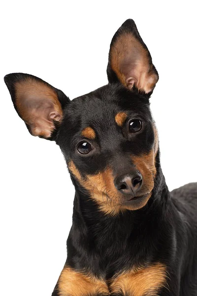 Retrato de um filhote de cachorro bonito Zwergpinscher em um fundo branco . — Fotografia de Stock