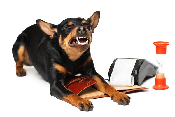 Retrato de un lindo cachorro Zwergpinscher sobre un fondo blanco. Aislamiento sobre fondo blanco . —  Fotos de Stock