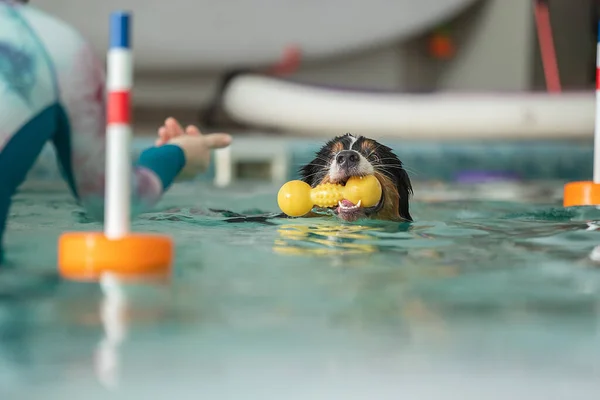 Hund simmar i poolen med en leksak — Stockfoto