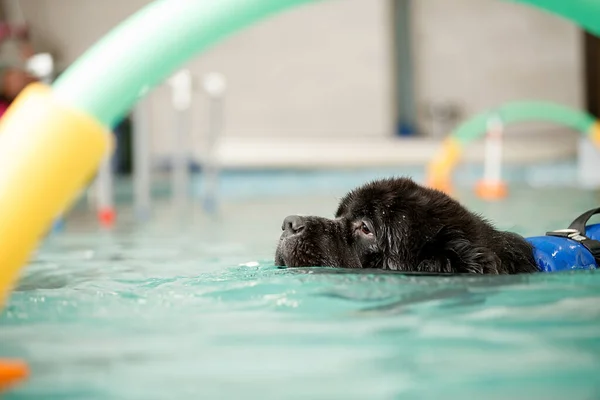 Cão nada na piscina com um brinquedo — Fotografia de Stock
