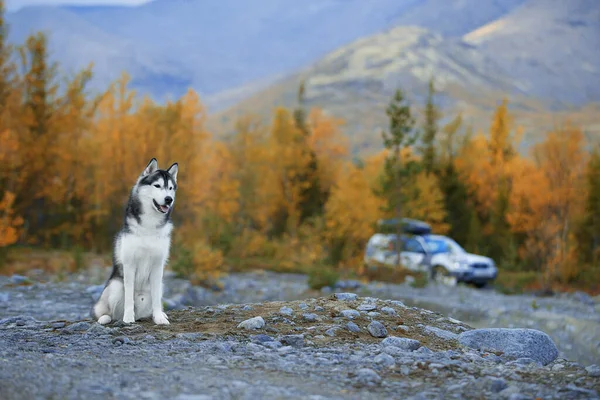 Hund in der Natur, im Wald. Siberian Husky im Hintergrund der Berge. — Stockfoto