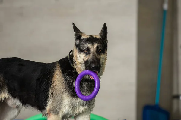 O cão se levanta e pula com um brinquedo na piscina — Fotografia de Stock
