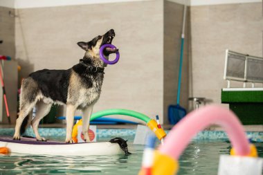 Köpek havuzda bir oyuncakla duruyor ve zıplıyor.