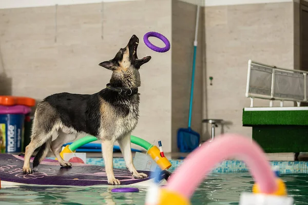 O cão se levanta e pula com um brinquedo na piscina — Fotografia de Stock