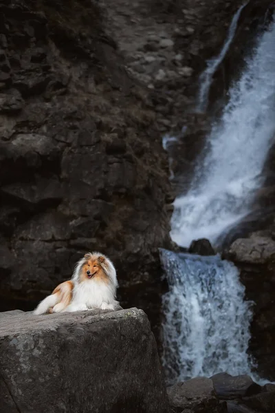 Collie en una roca en la cascada — Foto de Stock