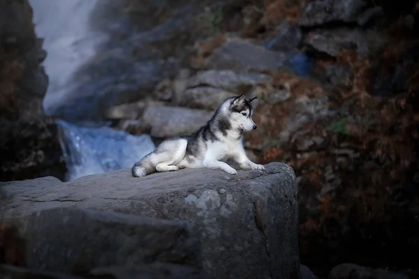 Siberian Husky auf einem Felsen am Wasserfall — Stockfoto