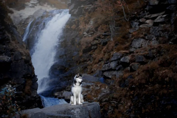 Husky siberiano en una roca en la cascada — Foto de Stock