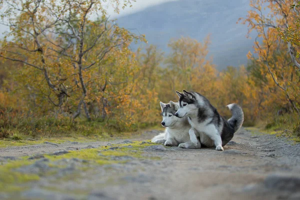 Husky siberiano no fundo das montanhas — Fotografia de Stock