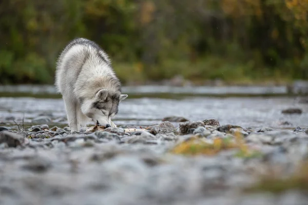 Vacker hund vid floden. Sibirien Husky — Stockfoto