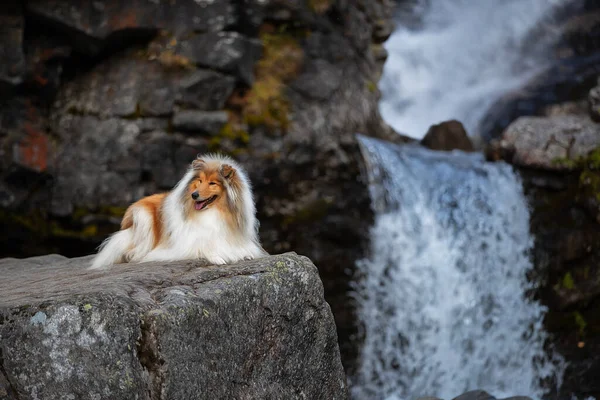 Collie em uma rocha na cachoeira — Fotografia de Stock