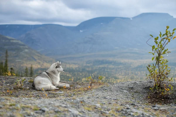 Siberian Husky på baggrund af bjerge - Stock-foto