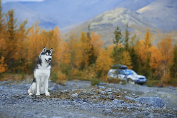 Сибирский хаски на фоне гор — стоковое фото