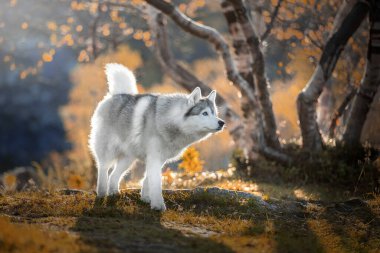 Sonbahar ormanında Sibirya Husky 'si