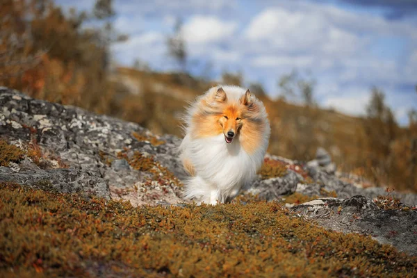 Шотландский пастух на прекрасном фоне — стоковое фото