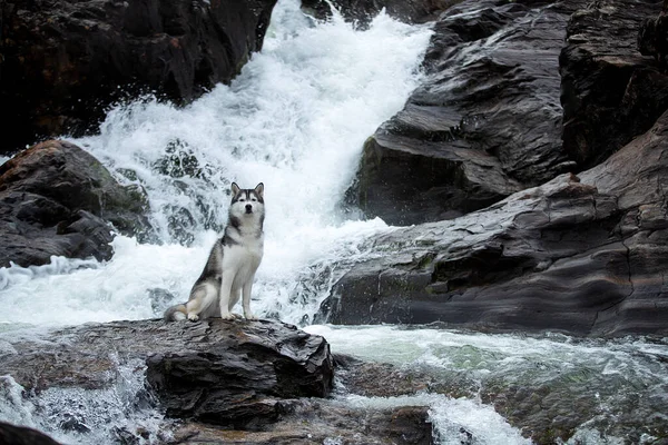 Sibirisches Husky-Wasser — Stockfoto