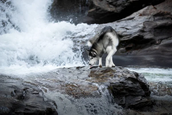 Sibirien Husky vatten — Stockfoto