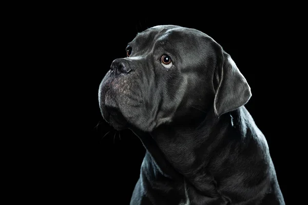Portrait of a beautiful cane Corso on a black background — Stock Photo, Image