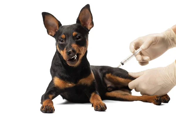 Le chien reçoit une injection sur fond blanc dans le Studio . Image En Vente