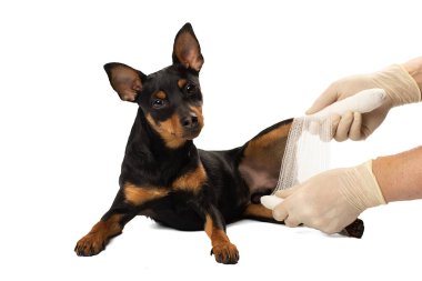 Stüdyoda bir köpeğin bacağı bandajlıdır. 