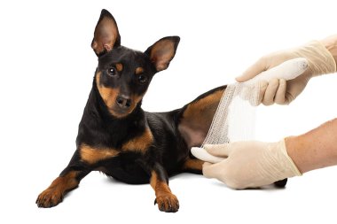 Stüdyoda bir köpeğin bacağı bandajlıdır. 