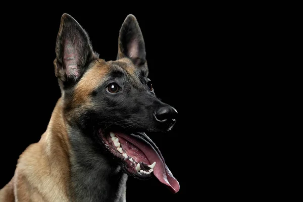 Porträt eines Malinois-Hundes mit Zunge — Stockfoto