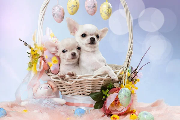 Dwa słodkie szczeniaki Chihuahua w koszyku. — Zdjęcie stockowe