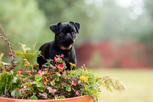 Милый портрет собаки в осенней листве — стоковое фото