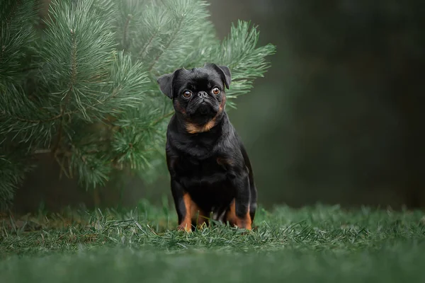 Милый портрет собаки в осенней листве — стоковое фото