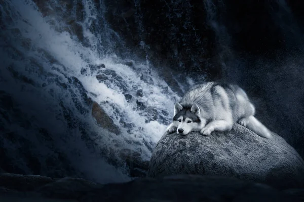 En sibirisk Husky-hund ligger på en sten — Stockfoto
