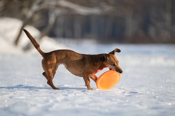 A red dog plays with a toy in the snow.