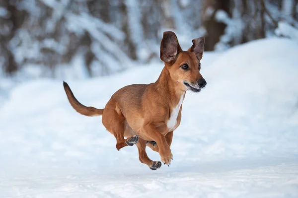 Un chien courant dans la neige . — Photo