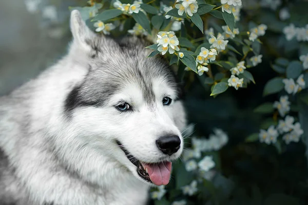 Hermoso retrato de un Husky siberiano en flores . —  Fotos de Stock